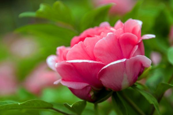 牡丹不开花的原因,修剪不当或病虫危害均会导致