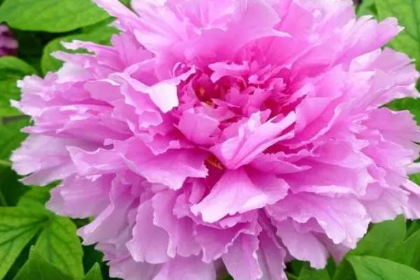 牡丹不开花的原因,修剪不当或病虫危害均会导致