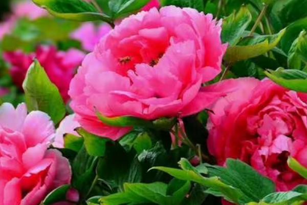 牡丹不开花的原因,修剪不当或病虫危害均会导致