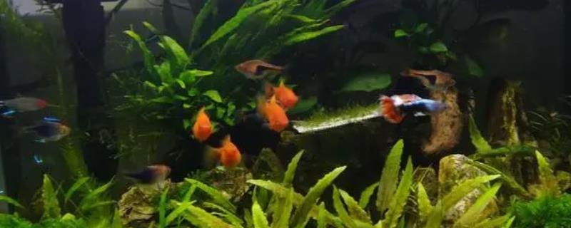 养米奇鱼要打氧吗