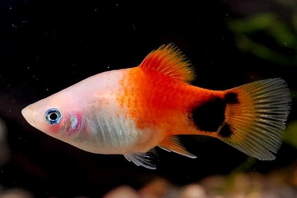 养米奇鱼要打氧吗,根据饲养密度决定