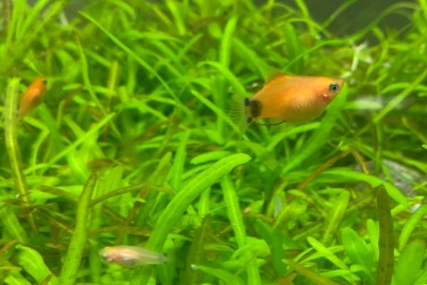 养米奇鱼要打氧吗,根据饲养密度决定