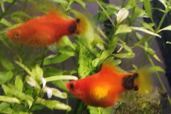 养米奇鱼要打氧吗,根据饲养密度决定