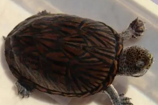 蛋龟能长多大,不同种类的体型也不同