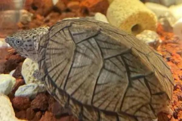 蛋龟能长多大,不同种类的体型也不同