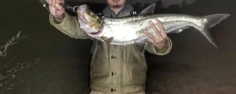 路亚钓翘嘴多少克为好