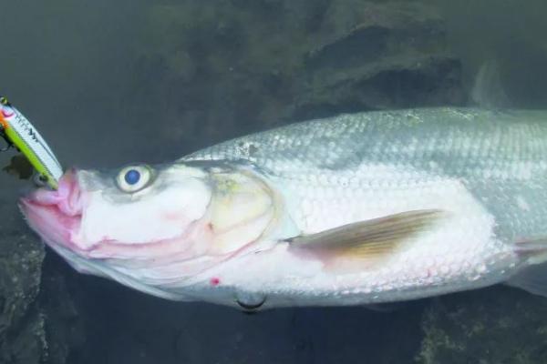 路亚钓翘嘴多少克为好,假饵在10-15克之间