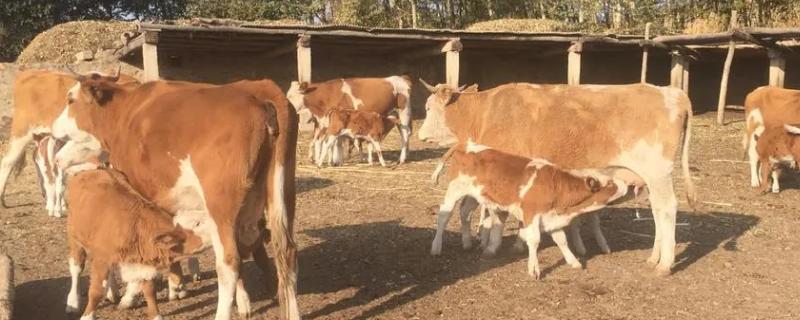 牛一般几个月下犊