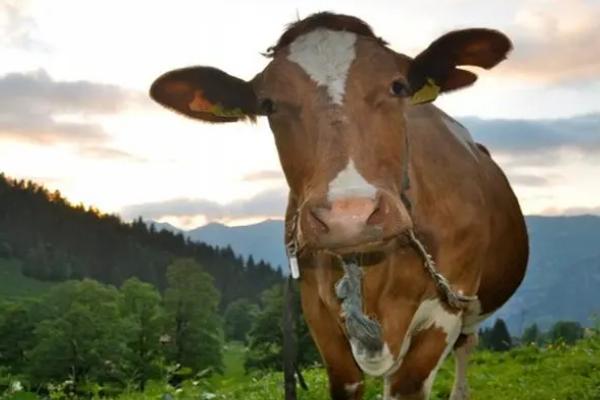 牛一般几个月下犊,需要10个月左右