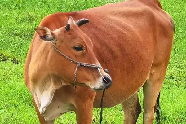 牛一般几个月下犊,需要10个月左右