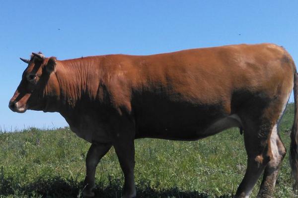 牛一般几个月下犊,需要10个月左右