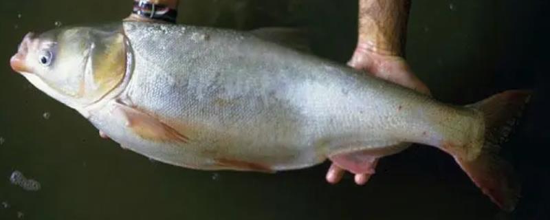 鲢鱼是胖头鱼吗