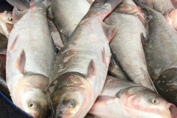 鲢鱼是胖头鱼吗,不是胖头鱼