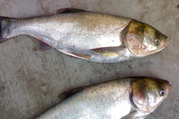 鲢鱼是胖头鱼吗,不是胖头鱼