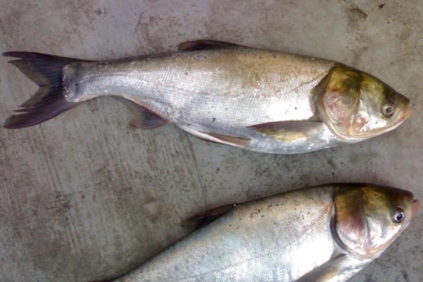 鲢鱼是胖头鱼吗,不是胖头鱼