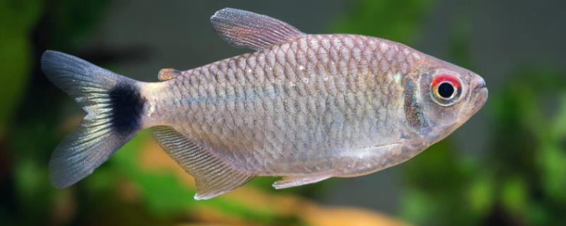 银屏灯鱼好不好养