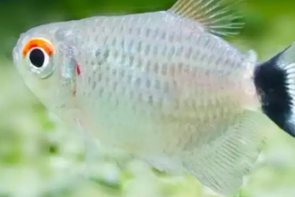 银屏灯鱼好不好养,新手也可以尝试饲养