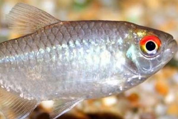 银屏灯鱼好不好养,新手也可以尝试饲养