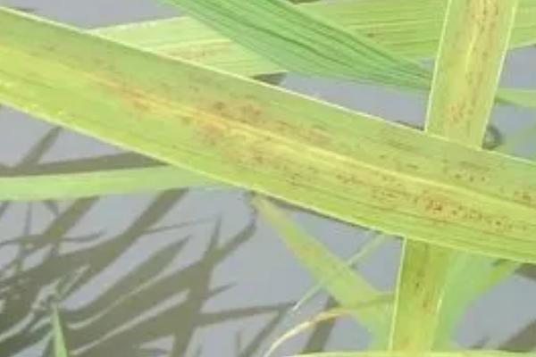 水稻缺锌症状,下叶向上叶依次出现红褐色条斑
