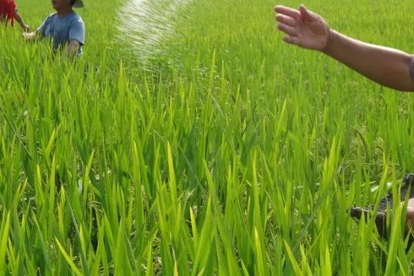 水稻缺锌症状,下叶向上叶依次出现红褐色条斑