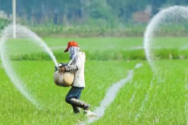 水稻缺锌症状,下叶向上叶依次出现红褐色条斑