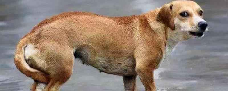 狗狗尾巴下垂代表什么