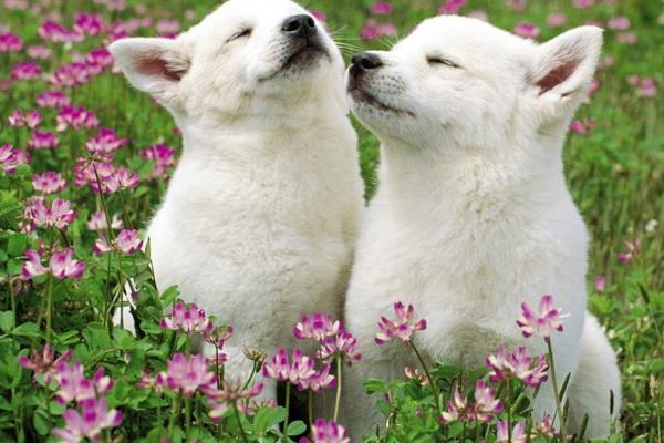 狗狗尾巴下垂代表什么,代表情绪低落或紧张害怕