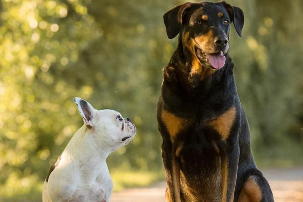 狗狗尾巴下垂代表什么,代表情绪低落或紧张害怕