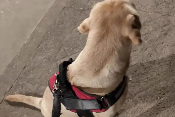 狗狗尾巴下垂代表什么,代表情绪低落或紧张害怕