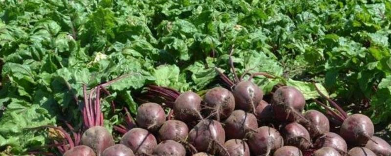 甜菜什么时候收获