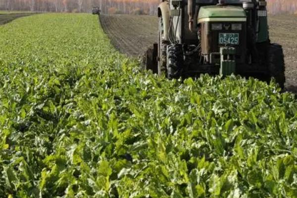 甜菜什么时候收获,不同地区的收获时间不同