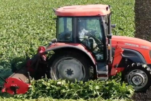 甜菜什么时候收获,不同地区的收获时间不同