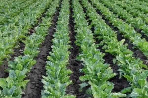 甜菜什么时候收获,不同地区的收获时间不同