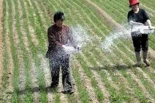 冬施尿素的弊端，见效速度慢容易影响作物生长