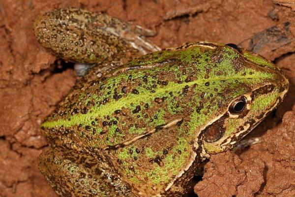 青蛙会不会挖洞,冬眠前会挖洞