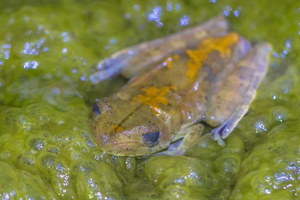 青蛙会不会挖洞,冬眠前会挖洞