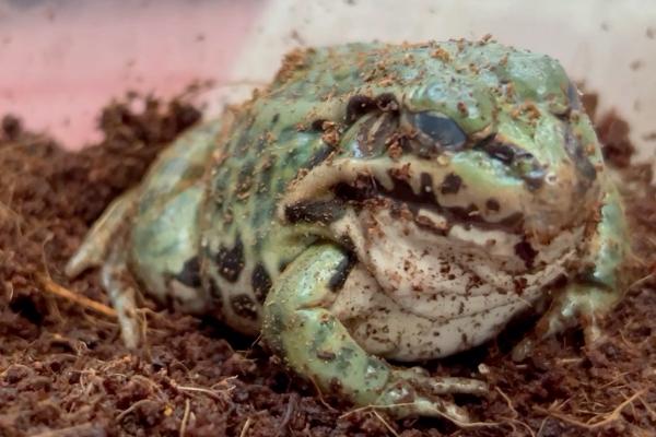 青蛙会不会挖洞,冬眠前会挖洞