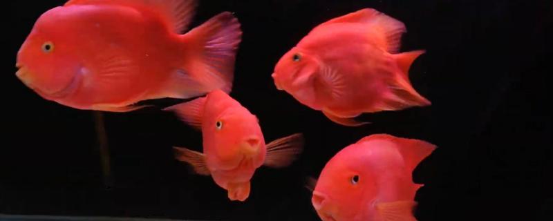 红鹦鹉鱼吃面包虫吗