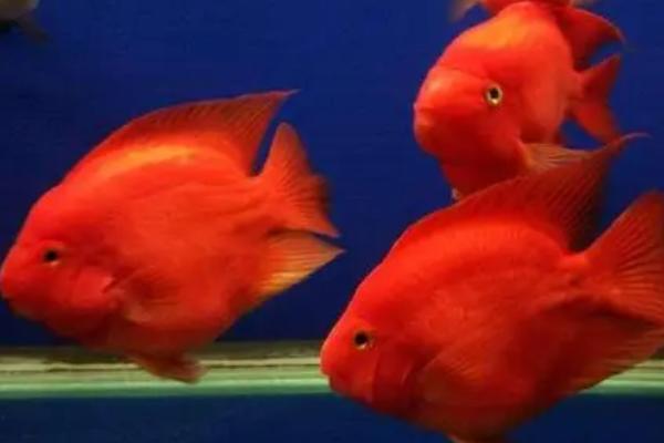 红鹦鹉鱼吃面包虫吗,面包虫的蛋白质可促进其生长发育