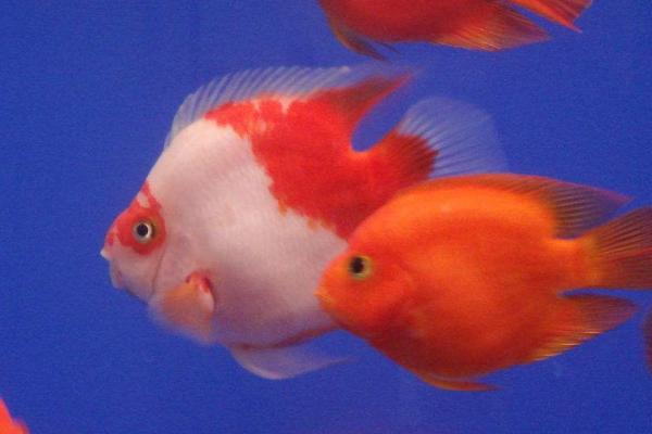 红鹦鹉鱼吃面包虫吗,面包虫的蛋白质可促进其生长发育