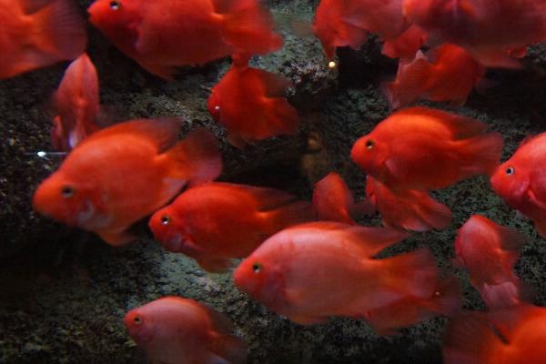 红鹦鹉鱼吃面包虫吗,面包虫的蛋白质可促进其生长发育