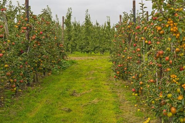 夏季果园防旱方法,可每隔7-10天灌一次水