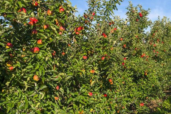 夏季果园防旱方法,可每隔7-10天灌一次水