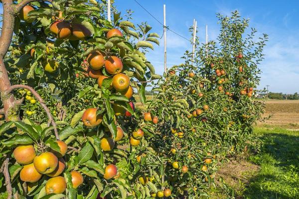 夏季果园防旱方法,可每隔7-10天灌一次水