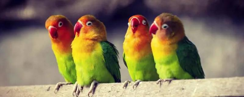 鹦鹉搭窝方法