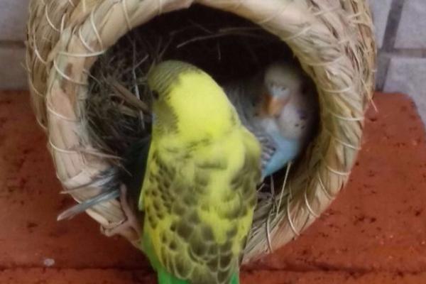 鹦鹉搭窝方法,不会自行搭窝、一般使用现成的巢穴