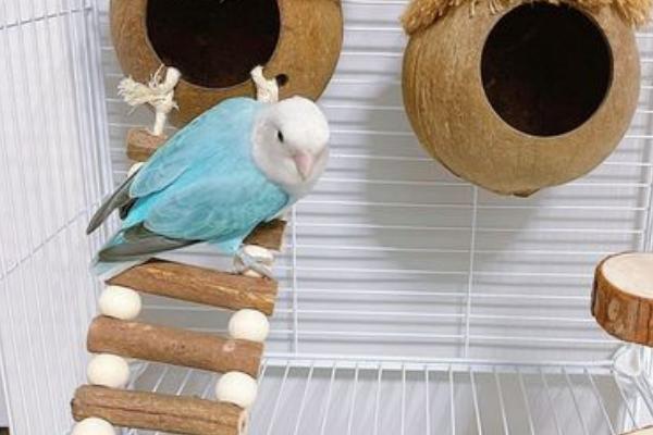 鹦鹉搭窝方法,不会自行搭窝、一般使用现成的巢穴