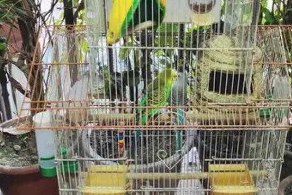 鹦鹉搭窝方法,不会自行搭窝、一般使用现成的巢穴