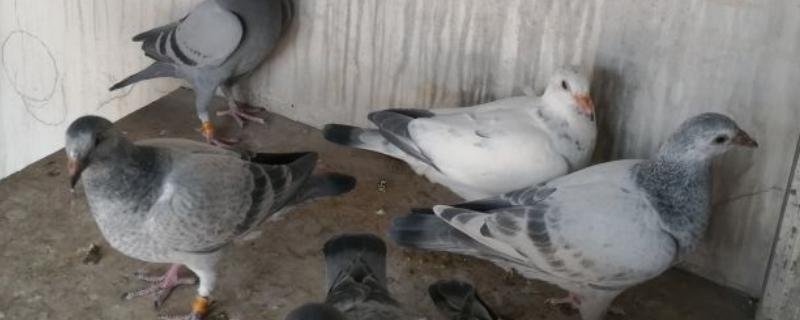 幼鸽多少天下窝好
