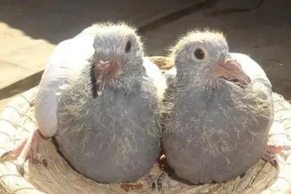 幼鸽多少天下窝好,破壳25天左右下窝最好